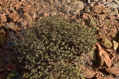 Eriogonum tripodum