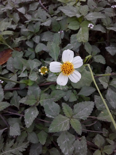 Romerillo (Bidens alba)
