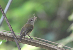 Vireo latimeri