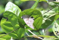 Archaeoprepona demophoon