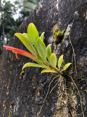 Columnea scandens
