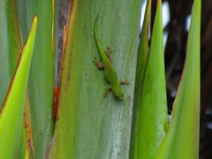 Phelsuma cepediana