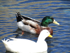 Anas platyrhynchos domesticus