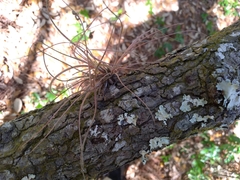 Tillandsia bartramii