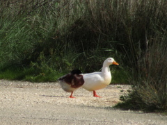 Anas platyrhynchos domesticus