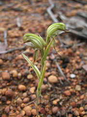 Pterostylis sargentii