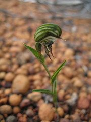 Pterostylis sargentii