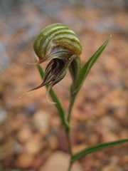 Pterostylis sargentii