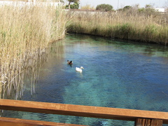 Anas platyrhynchos domesticus