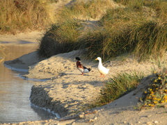 Anas platyrhynchos domesticus