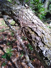 Tillandsia bartramii