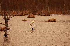 Ardea alba