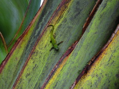 Phelsuma cepediana