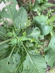 Solanum