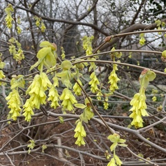 Corylopsis