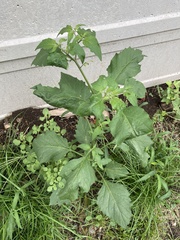 Solanum