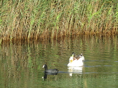 Anas platyrhynchos domesticus