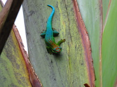 Phelsuma cepediana