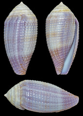Conus glans