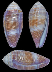 Conus glans