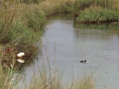 Anas platyrhynchos domesticus