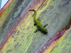 Phelsuma cepediana