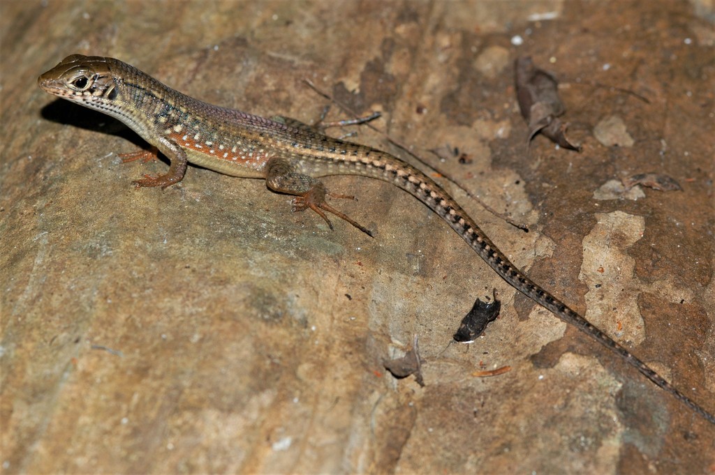 Red-Legged Girdled Lizard