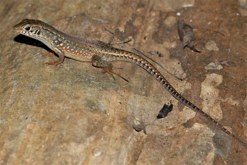 Red-legged Girdled Lizard