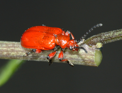 Lilioceris merdigera