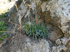 Dianthus humilis