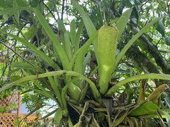 Aechmea bracteata