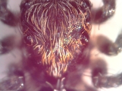 Pseudeuophrys lanigera