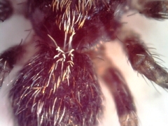 Pseudeuophrys lanigera