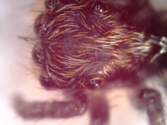 Pseudeuophrys lanigera