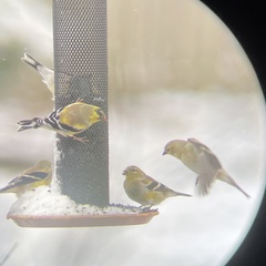 Spinus tristis