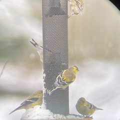 Spinus tristis