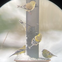 Spinus tristis