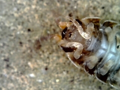 Porcellio scaber