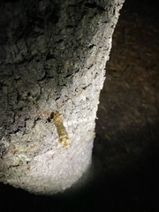 Yezoterpnosia obscura