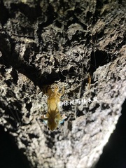 Yezoterpnosia obscura