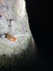 Yezoterpnosia obscura