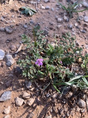 Erodium texanum