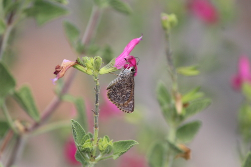 Amblyscirtes fluonia