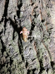 Yezoterpnosia obscura