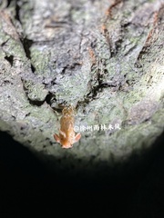Yezoterpnosia obscura