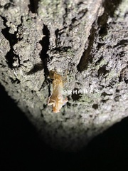 Yezoterpnosia obscura