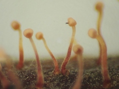 Nectria pseudotrichia