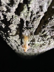 Yezoterpnosia obscura