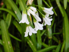 Allium triquetrum
