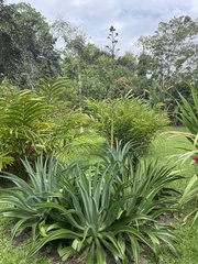 Agave attenuata